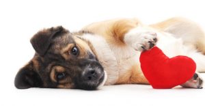 pet care