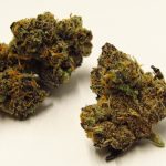 spritzer strain