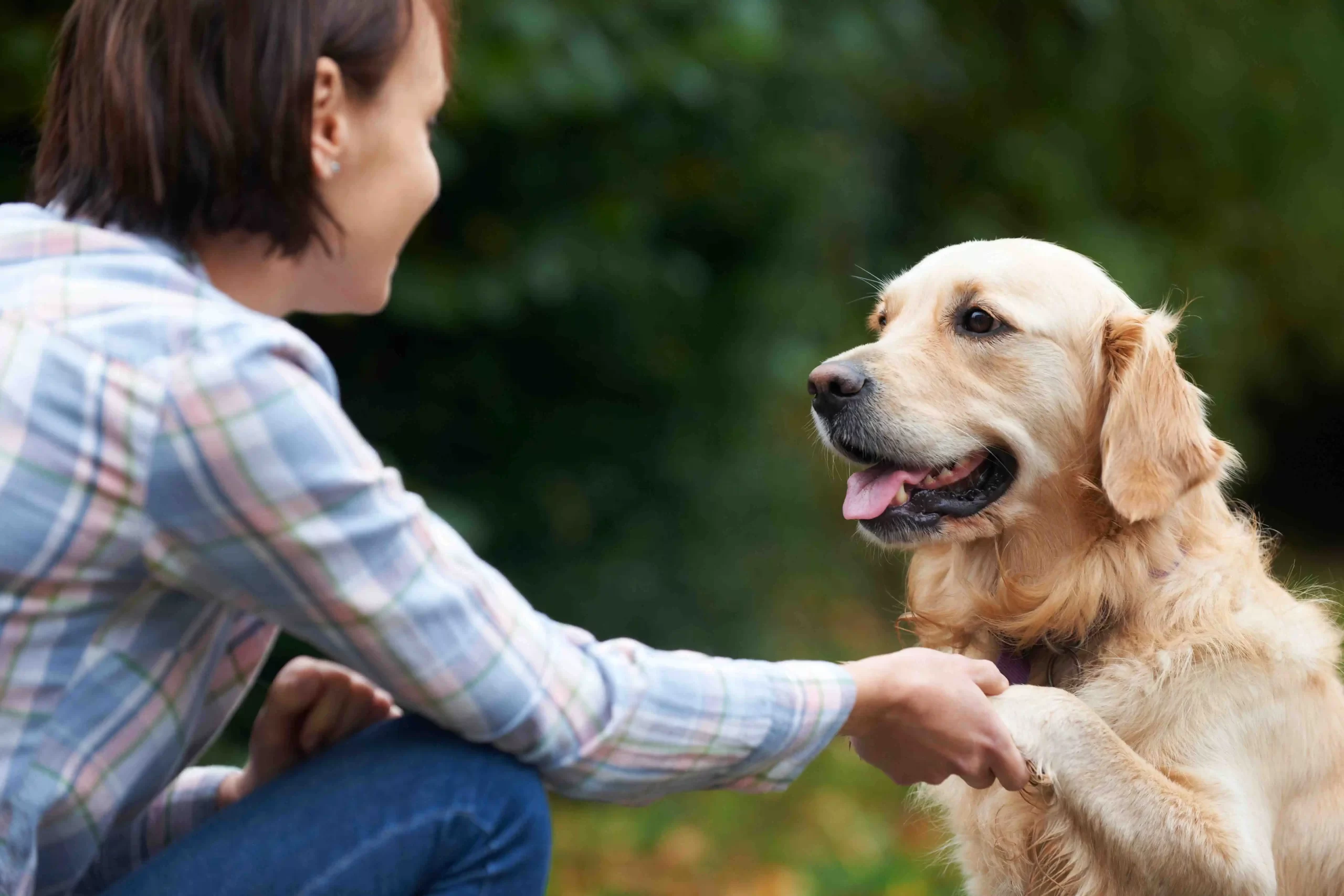 dog-care-business